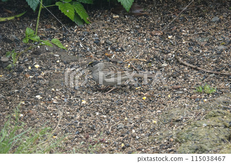 Closeup on the North-American Golden-crowned Sparrow , Zonotrichia atricapilla in the garden, Oregon 115038467