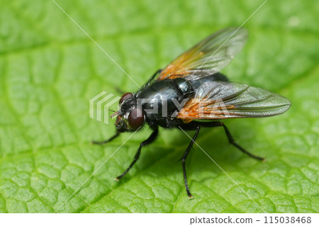 Closeup on the North-American Mesembrina latreillii fly sitting on a green leaf in Oregon Closeup on the North-American Mesembrina latreillii fly sitting on a green leaf in Oregon 115038468