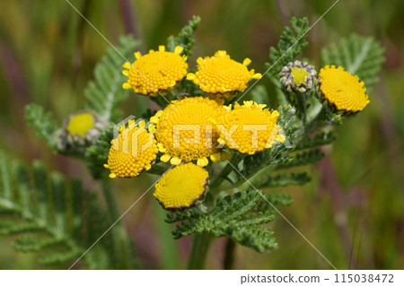 Closeup on the yellow flowers of the North-American Dune or Eastern Tancy, Tanacetum bipinnatum, at the Oregon coast in Bandon 115038472