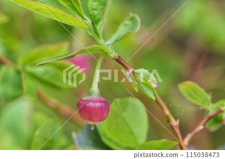 Detailed closeup on a twig with a growing pink colored Red Huckleberrie, Vaccinium parvifolium in Oregon 115038473