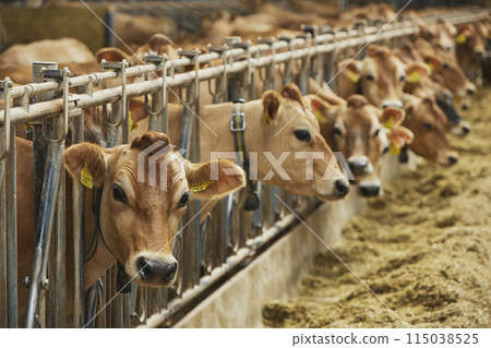 Cute Jersey cows on a modern farm in Denmark Cute Jersey cows on a modern farm in Denmark 115038525
