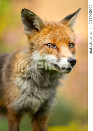 Portrait of a red fox cub in a meadow Portrait of a red fox cub in a meadow 115038662