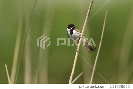 Common reed bunting perched on a reed 115038663