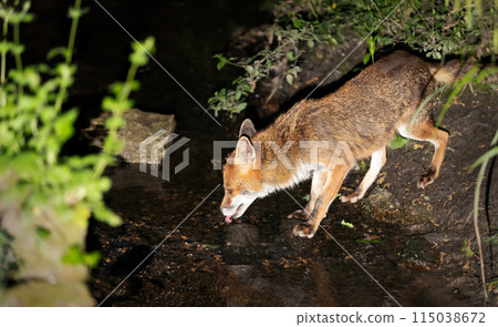 Portrait of a red fox drinking water from a stream in a forest 115038672