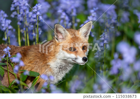 Portrait of a red fox amongst bluebells in spring 115038673