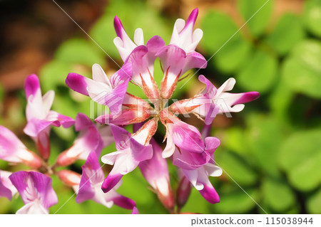 Flower of red-bean 115038944