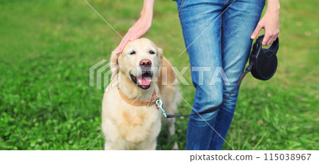 Owner woman walking with Golden Retriever dog on leash in summer park 115038967