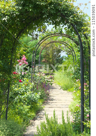 A red rose arch 115039091