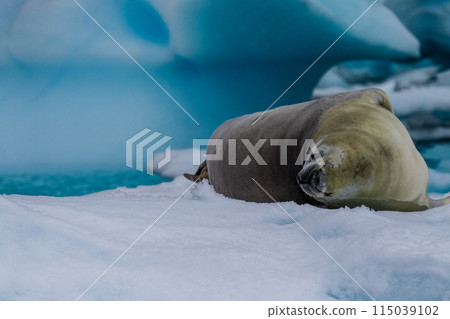 Crabeater Seal resting on a sheet of ice 115039102