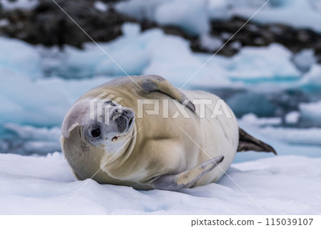 Crabeater Seal resting on a sheet of ice Crabeater Seal resting on a sheet of ice 115039107