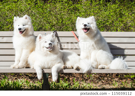 Samoyed White dogs are sitting on a bench Samoyed White dogs are sitting on a bench 115039112