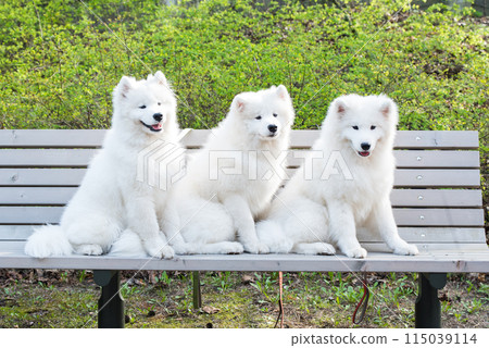 Samoyed White dogs are sitting on a bench Samoyed White dogs are sitting on a bench 115039114