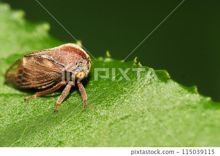 Banded Treehopper 115039115