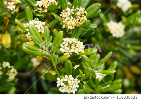 Blooming Australian laurel bush with white flowers. Flowering Mock orange shrub. Japanese cheesewood plant blossom with green foliage Blooming Australian laurel bush with white flowers. Flowering Mock orange shrub. Japanese cheesewood plant blossom with green foliage 115039522