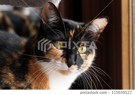 Close-up of a calico cat with striking green eyes, sitting by a window, looking intently into the camera. The soft lighting highlights the cat's beautiful, multicolored fur. Close-up of a calico cat with striking green eyes, sitting by a window, looking intently into the camera. The soft lighting highlights the cat's beautiful, multicolored fur. 115039527