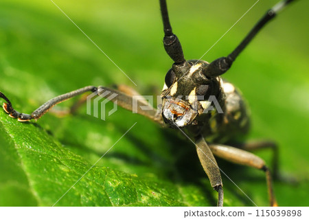 Kiboshikamikiri Kiboshikamikiri 115039898