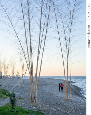 People walk along the pebbly shore near unusual trees. Coast of the Black Sea. People walk along the pebbly shore near unusual trees. Coast of the Black Sea. 115039959