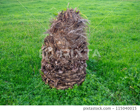 Chopped palm tree. Palm tree without leaves. Stump.  City park lawn 115040015