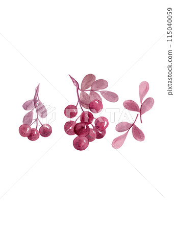 Flat lay collection with red berries. Illustration isolated. Hand drawn. Watercolor currant design for your design Flat lay collection with red berries. Illustration isolated. Hand drawn. Watercolor currant design for your design 115040059