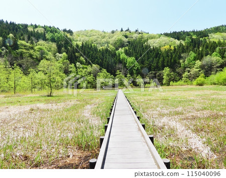水生植物三岸盛開的大彌海濕地的木棧道 115040096
