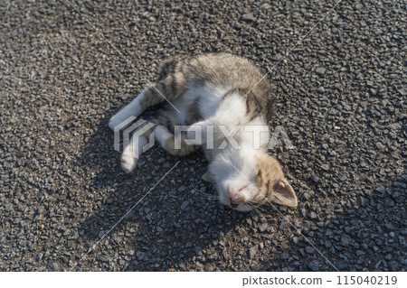 Cute kitten rolling around on the ground 115040219