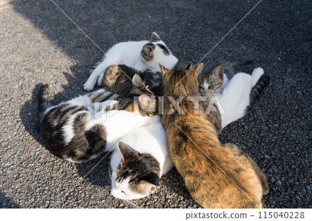 Kittens receiving breast milk from their mother 115040228