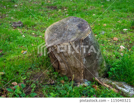 stump on green grass. felled tree. 115040321