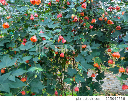 Bush with red flowers in the form of bells. Background of leaves and bluebells. Botany. Nature in the city of the south. Blooming in autumn 115040336