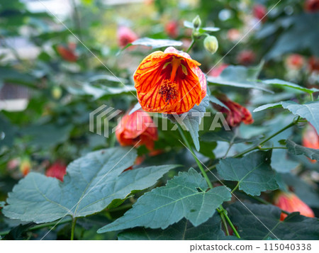 Bush with red flowers in the form of bells. Background of leaves and bluebells. Botany. Nature in the city of the south. Blooming in autumn 115040338