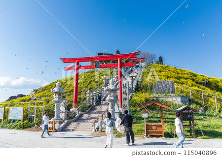 春天的「青森郡」蕪島神社 115040896