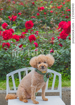 Dog and Rose 115040940