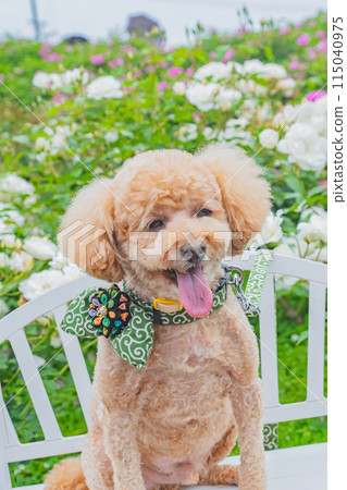 Dog and Rose 115040975