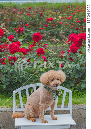 Dog and Rose 115041021