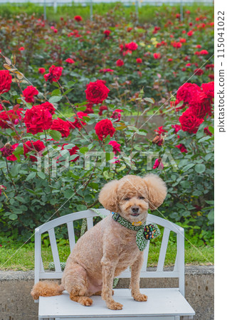 Dog and Rose 115041022
