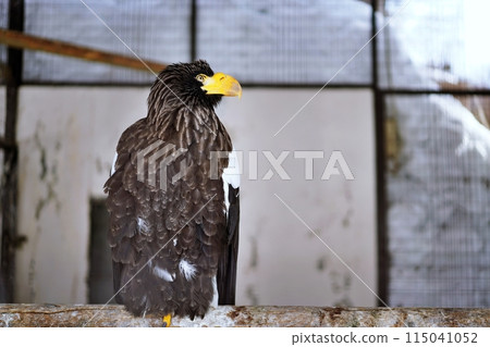 Steller's sea eagle (Maruyama Zoo, Sapporo) Steller's sea eagle (Maruyama Zoo, Sapporo) 115041052