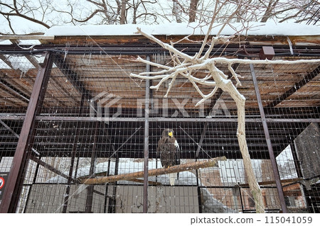 Steller's sea eagle (Maruyama Zoo, Sapporo) 115041059