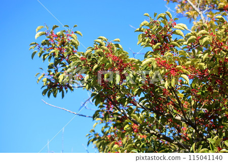 Ilex rotunda fruit 115041140