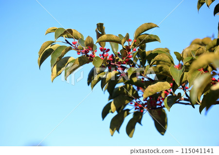 Ilex rotunda fruit Ilex rotunda fruit 115041141