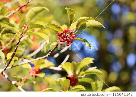 Ilex rotunda fruit Ilex rotunda fruit 115041142