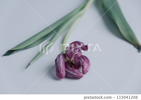 One dried purple tulip is on the table One dried purple tulip is on the table 115041208