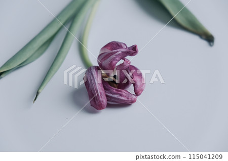 One dried purple tulip is on the table 115041209