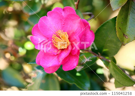 Sasanqua flowers 115041258