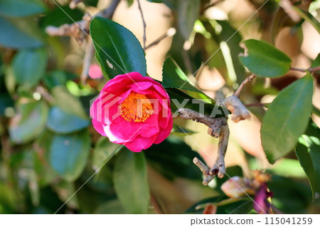 Sasanqua flowers 115041259