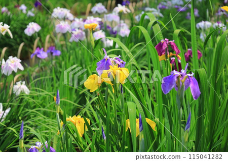 Pink and white irises are blooming on the iris flower Pink and white irises are blooming on the iris flower 115041282