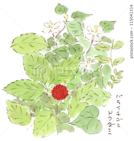 A watercolor illustration of early summer plants, bright red raspberries (raspberries) growing on a bush and Houttuynia cordata flowers 115041314
