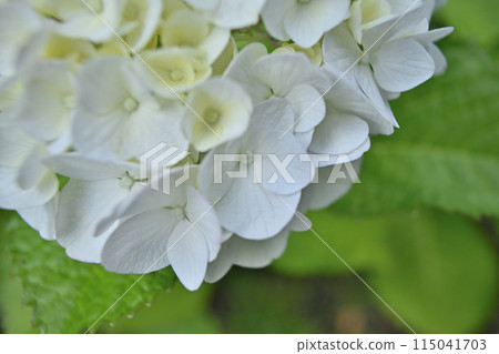 繡球花，五彩斑斕 115041703