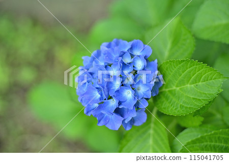 繡球花,五彩斑斕 繡球花,五彩斑斕 115041705