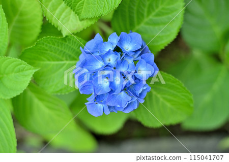 Hydrangea, colorful Hydrangea, colorful 115041707