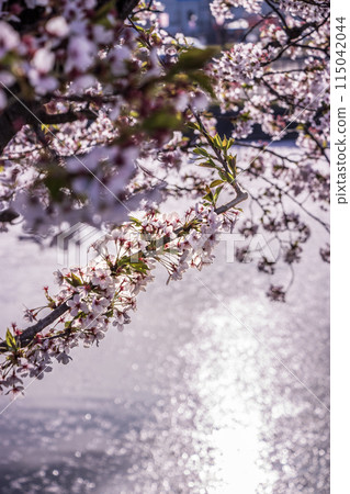 Aomori Prefecture Hirosaki Cherry Blossom Festival Flower Raft 04 115042044