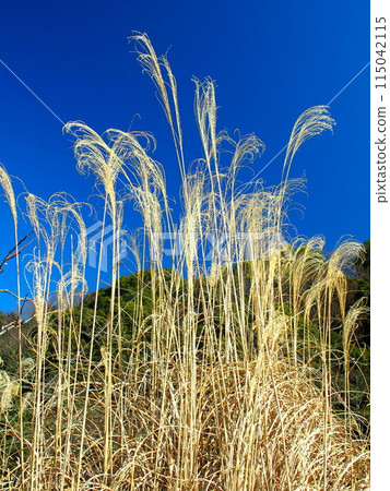 Withered grass in the winter countryside Withered grass in the winter countryside 115042115